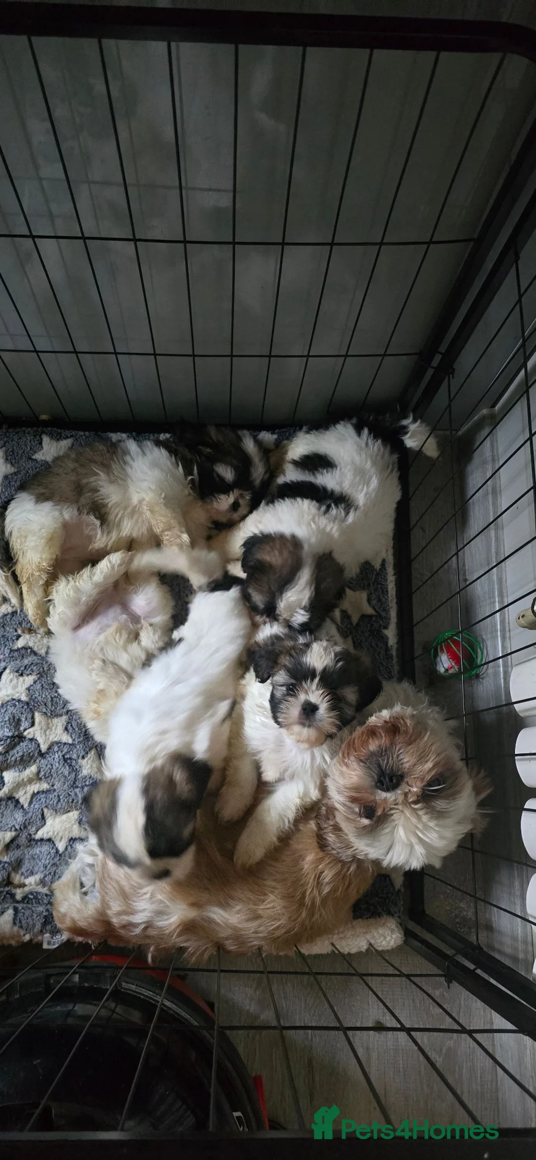 Shih Tzu dogs for sale: Beautiful Shih-Tzus. Girls and boys. in Grimsby - Advert 8