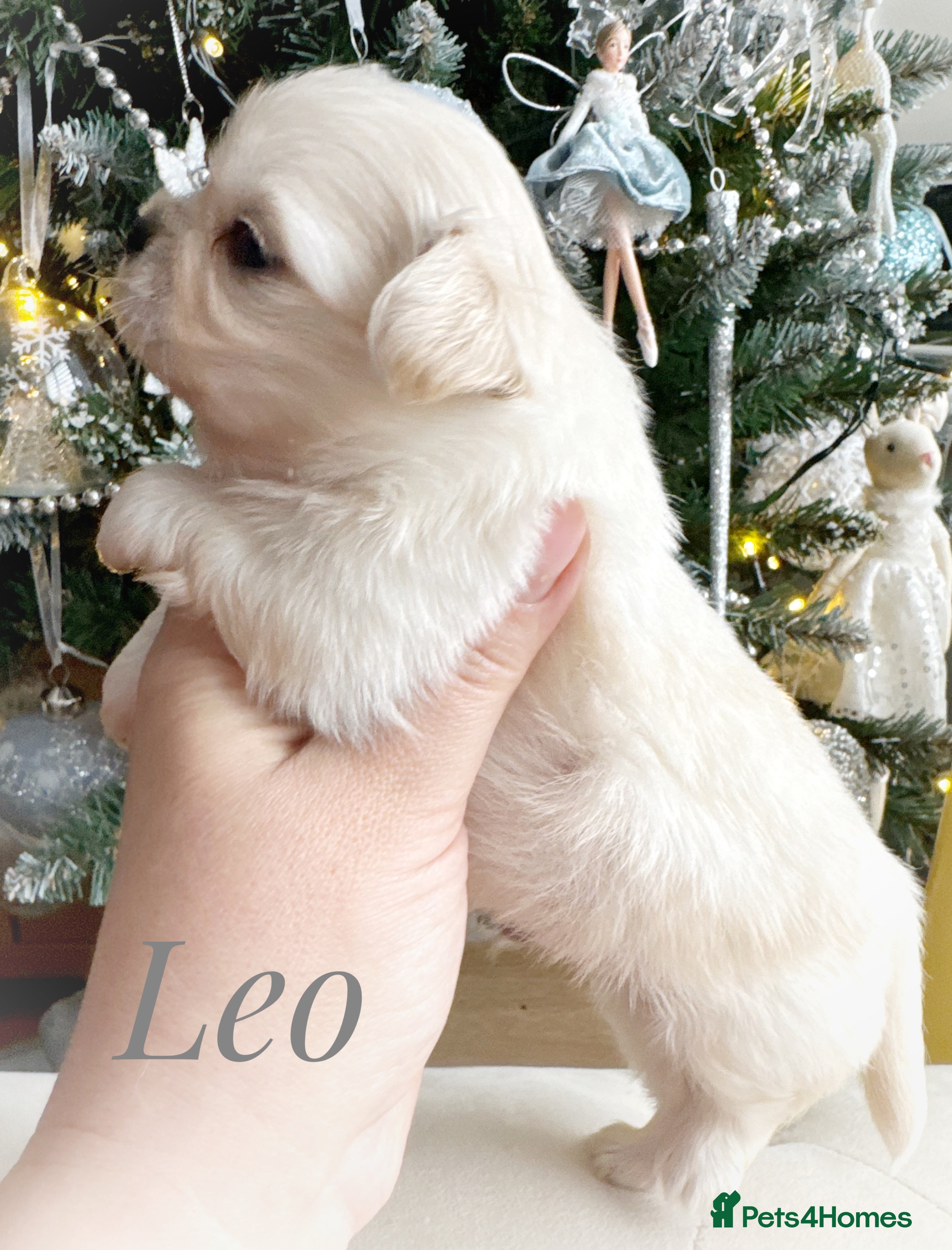 Chihuahua dogs KC qulity LC cream and choc chihuahua puppies  - Advert 5