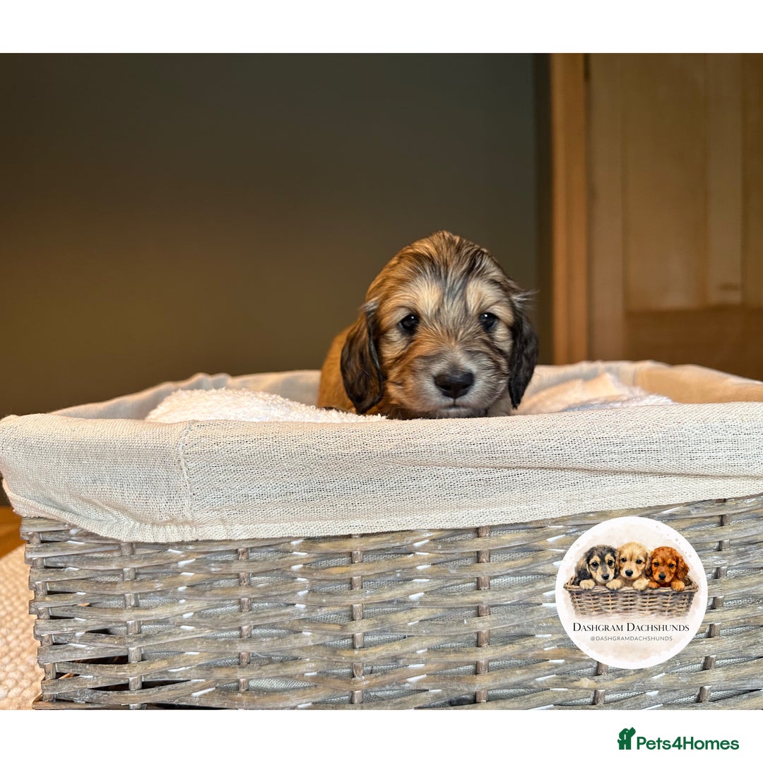 Miniature Dachshund dogs for sale: KC Long Haired Shaded Cream Miniature Dachshund - Advert 10