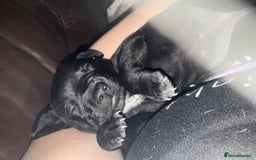 Mixed Breed dogs for sale: Bedlington X pointer  - Advert 9