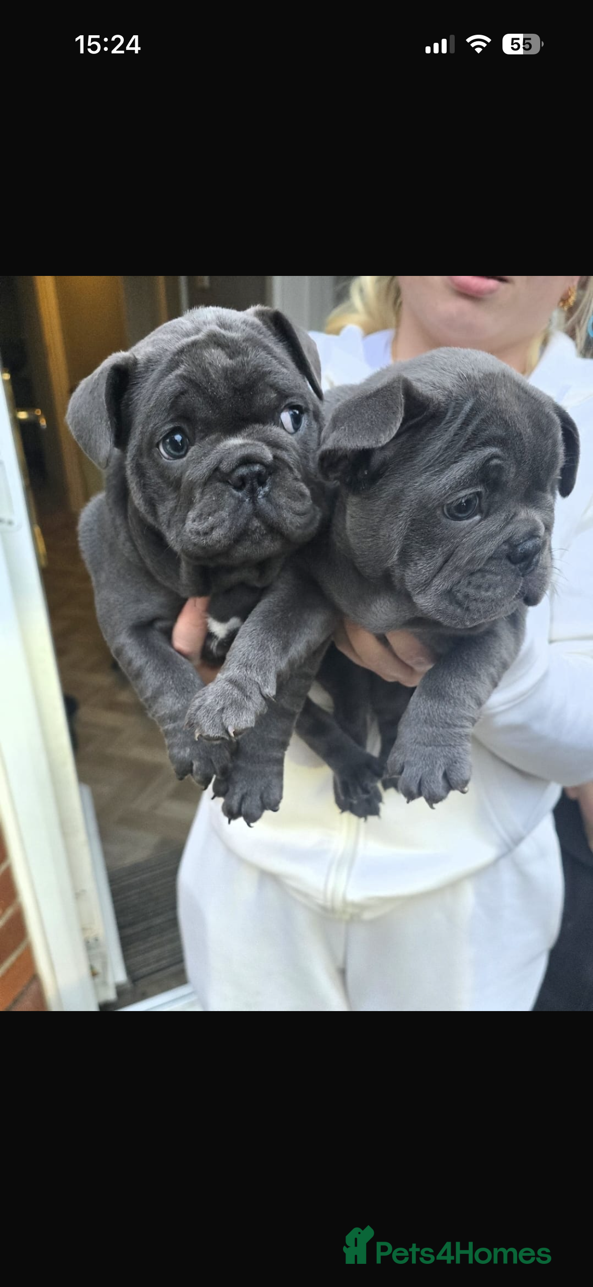 French Bulldog dogs Mini bulls - Advert 9