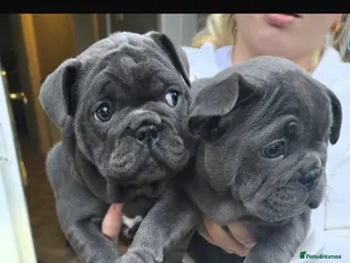 French Bulldog dogs Mini bulls - Advert 19