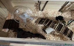 Hamster rodents for sale: female syrian hamster - Image 3