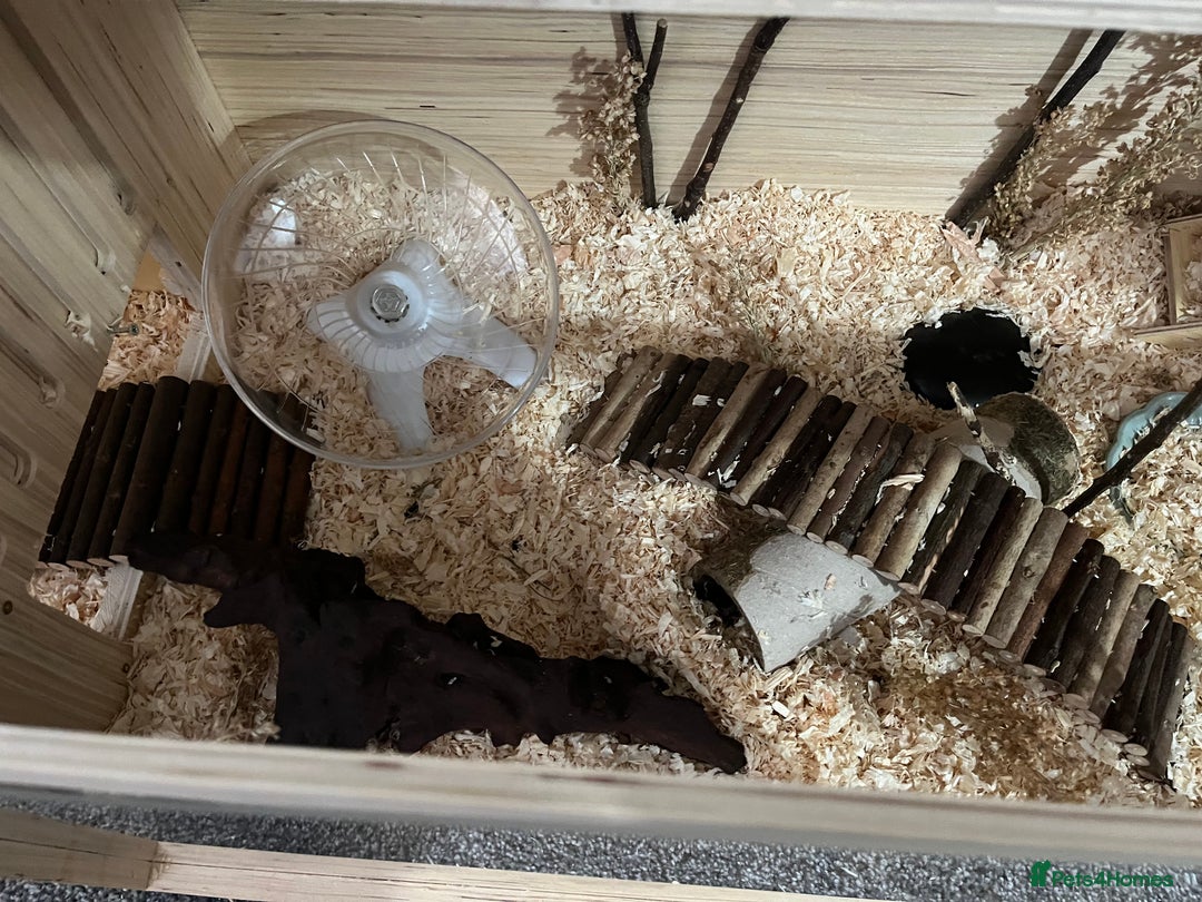 Hamster rodents for sale: female syrian hamster - Image 3