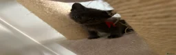Mixed Breed cats for sale: Maine coon mix breed kittens  - Advert 14