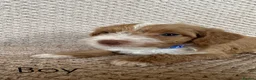 Jackapoo dogs for sale: 🐾 6 Beautiful Jackapoo Puppies 🐾  - Advert 5