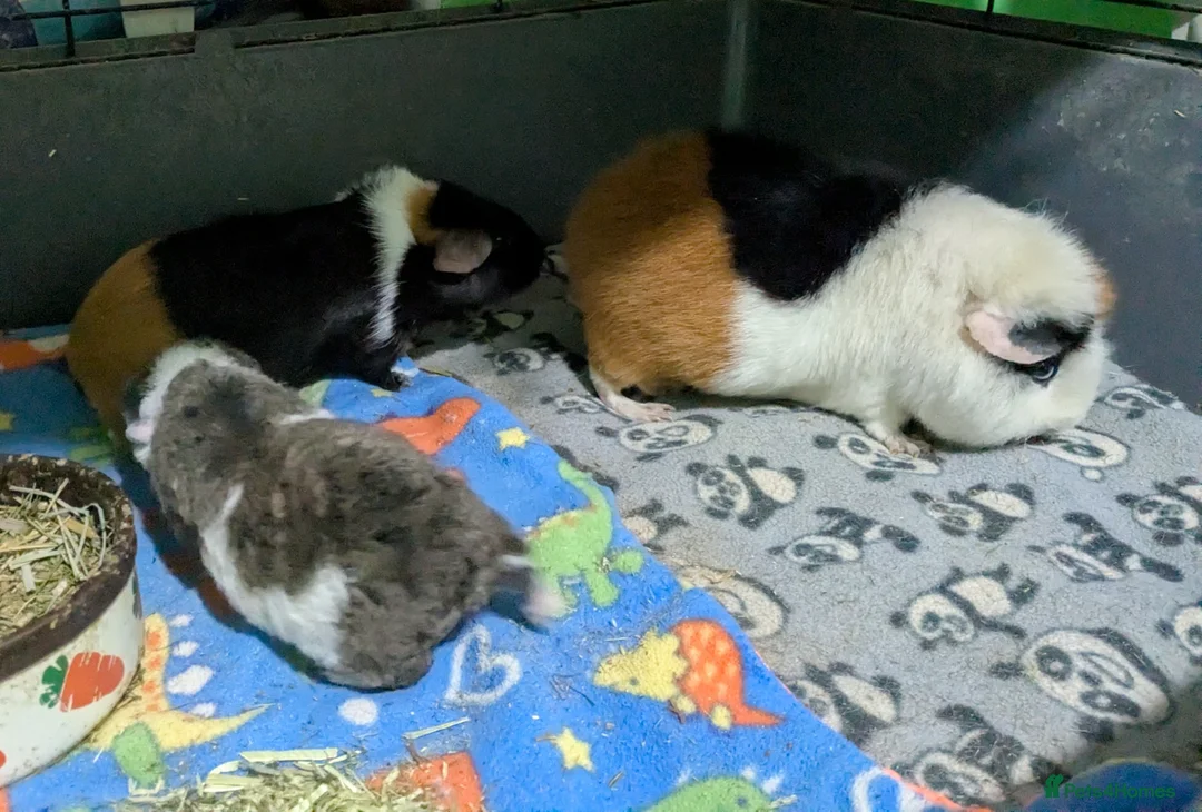 Guinea Pig rodents for sale: Two male baby teddy guinea pigs  - Advert 13