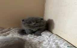 Scottish Fold cats for sale: Scottish fold kittens ready for reservation. - Image 7