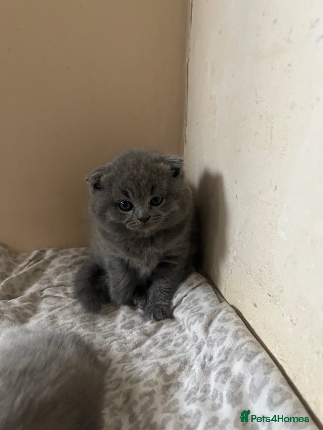 Scottish Fold cats for sale: Scottish fold kittens ready for reservation. - Image 7