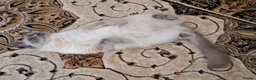 Ragdoll cats for sale: Beautiful 6 years old Blue point female Ragdoll in Wolverhampton - Advert 4