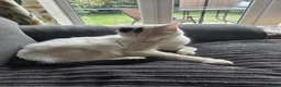 British Shorthair cats for sale: White short haired British cat - Advert 2
