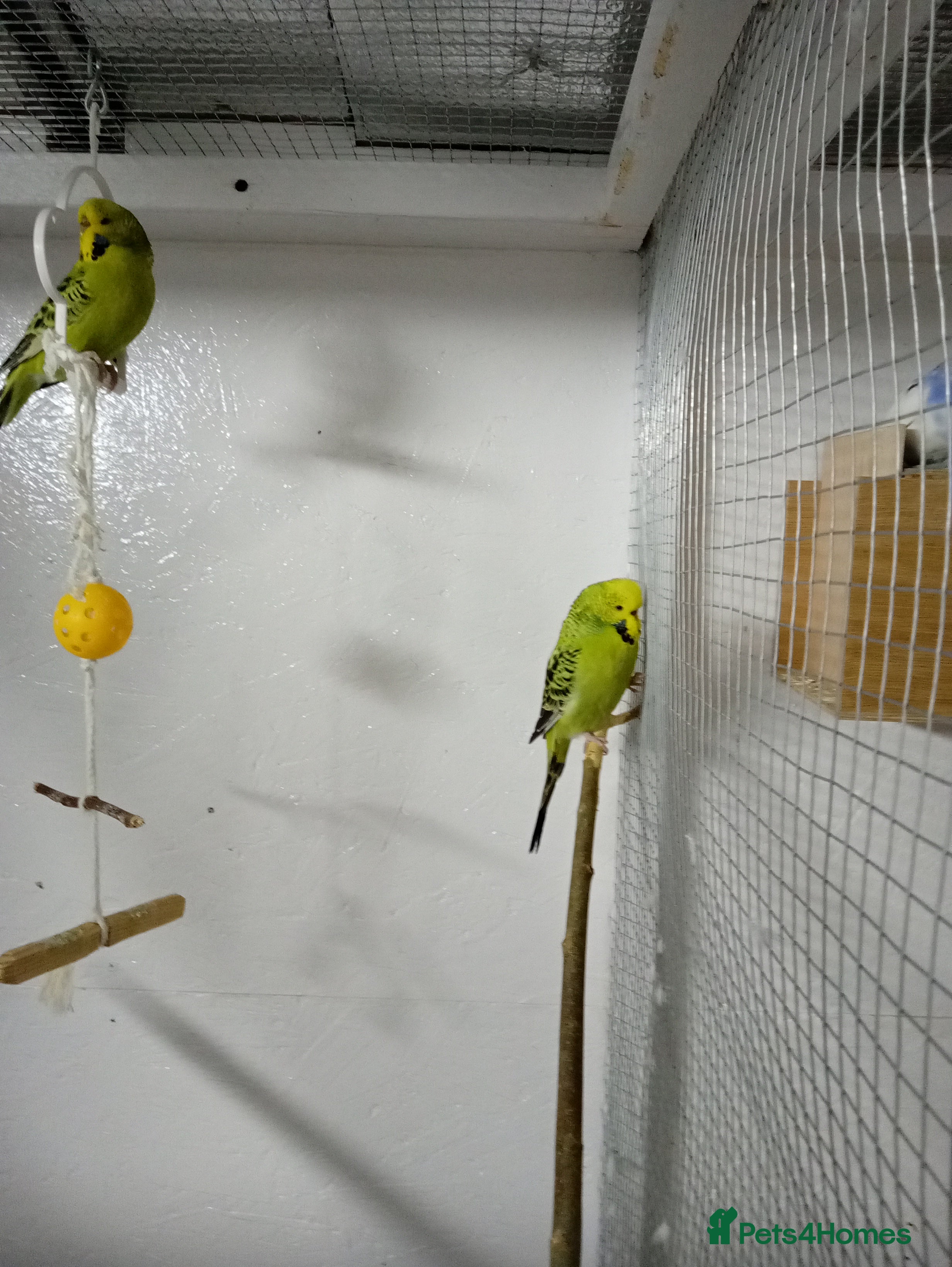 Budgerigars birds 4 green budgies 3 female 1 male - Advert 1