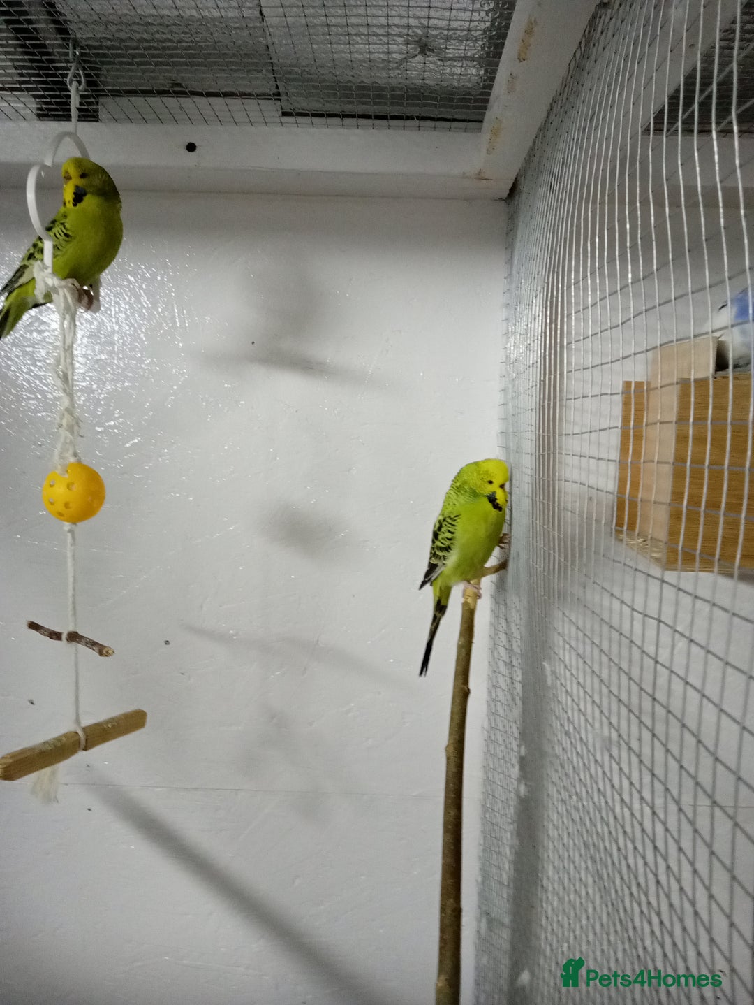 Budgerigars birds for sale: 4 green budgies 3 female 1 male - Advert 1