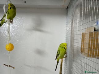 Budgerigars birds 4 green budgies 3 female 1 male - Advert 5