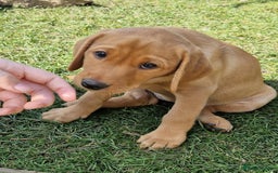 Labrador Retriever dogs for sale: KC Reg Fox-red Lab puppies, working type - Image 14