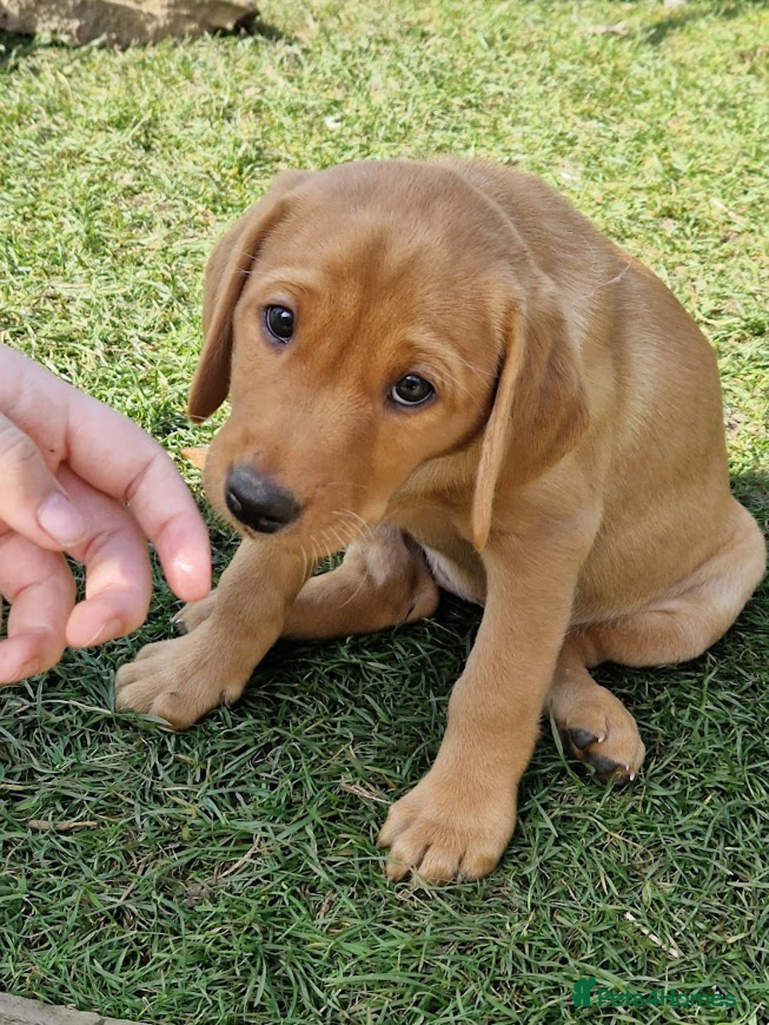 Labrador Retriever dogs for sale: KC Reg Fox-red Lab puppies, working type - Image 14