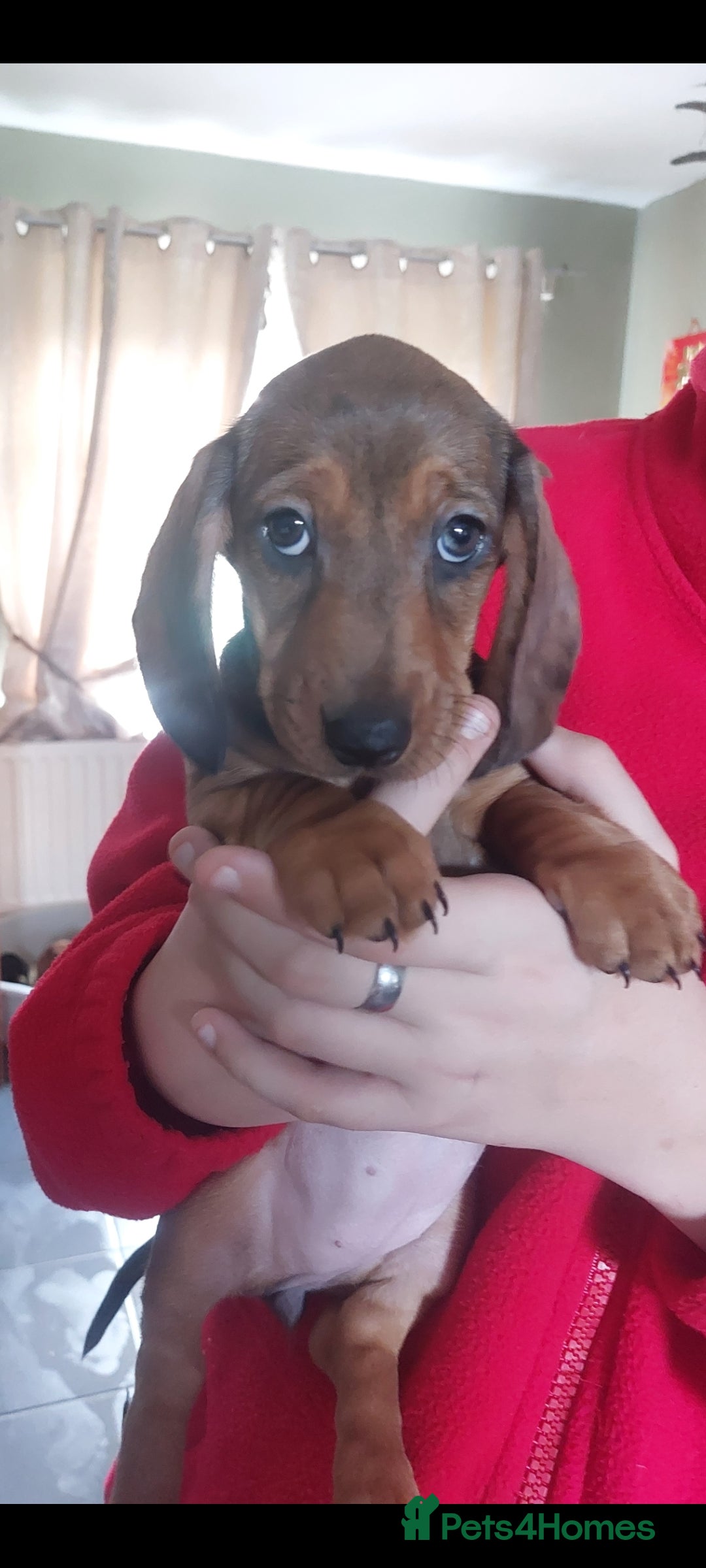 Dachshund dogs Standard Dachshund puppies  - Advert 7
