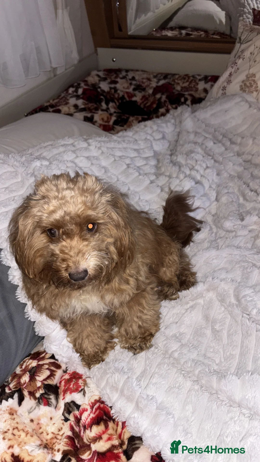 Cockapoo dogs for sale: Gorgeous F1 cockapoo puppies available to reserve  - Advert 6