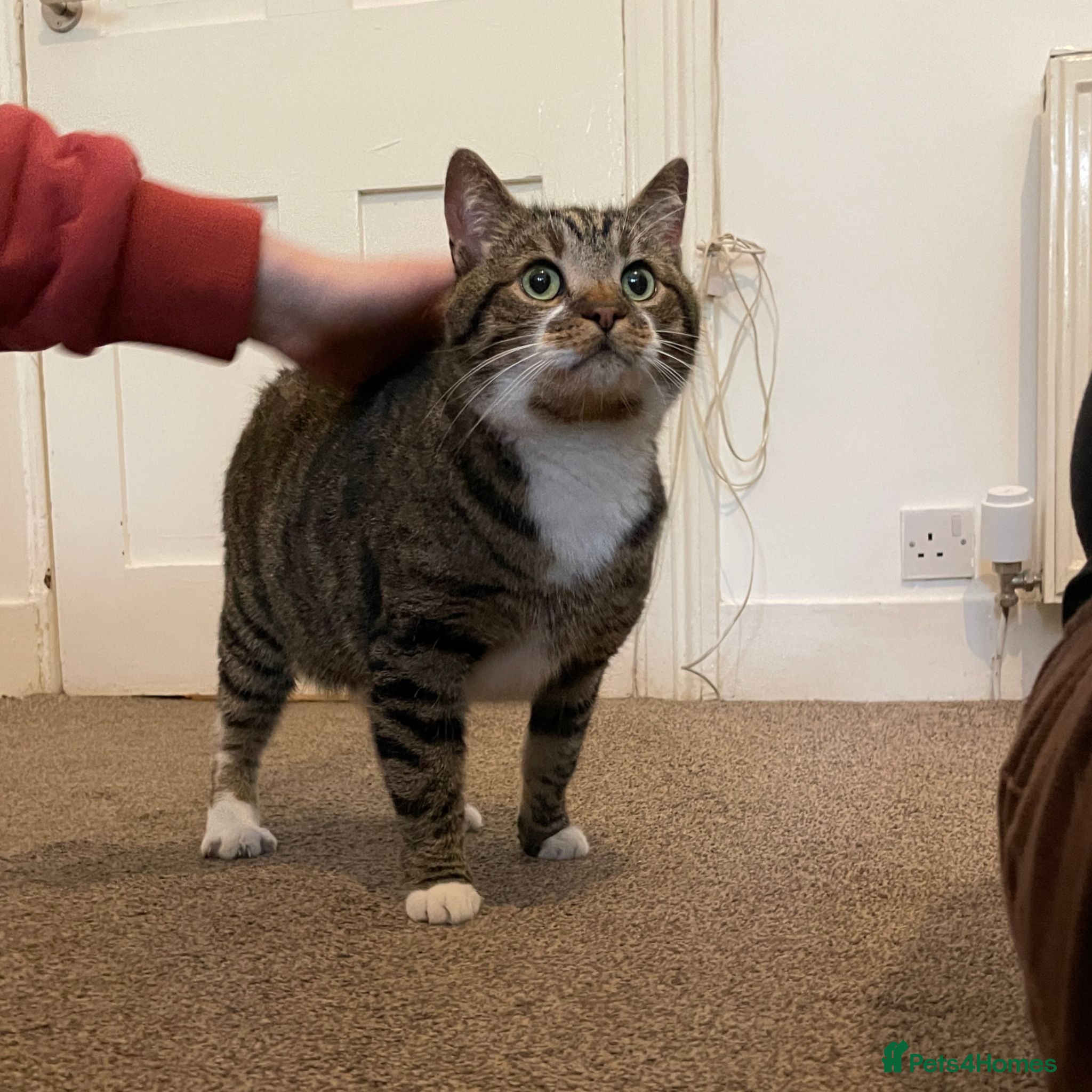 Mixed Breed cats Friendly Fire Survivor Cats - Advert 1