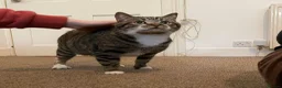 Mixed Breed cats for adoption: Friendly Fire Survivor Cats - Advert 1