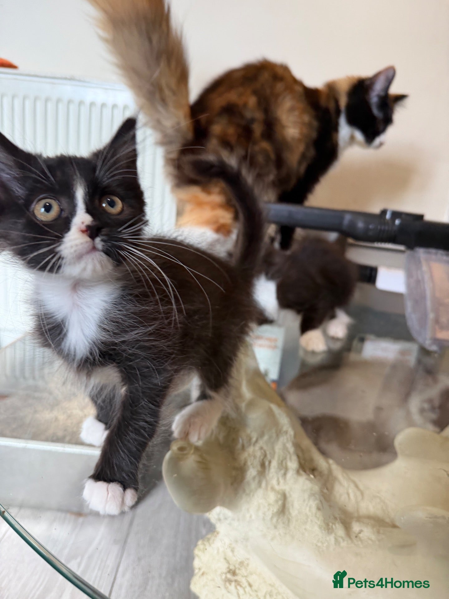 Maine Coon cats Maincoon kitten twins boy and girl left  - Advert 2