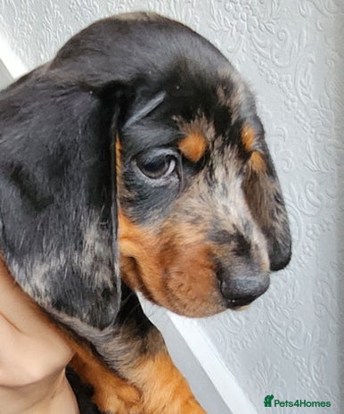 Dachshund dogs for sale - Advert 1