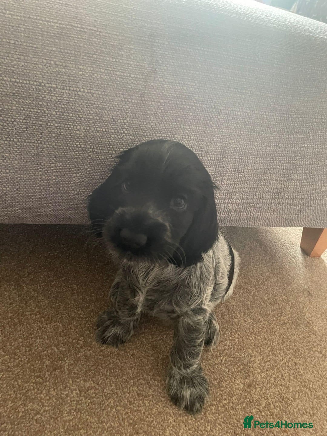 Cocker Spaniel dogs for sale: Pedigree KC Show Cocker Spaniel Puppies - Advert 14