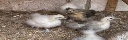 Chickens poultry for sale: Silkie chicks and mum  for sale  - Advert 3