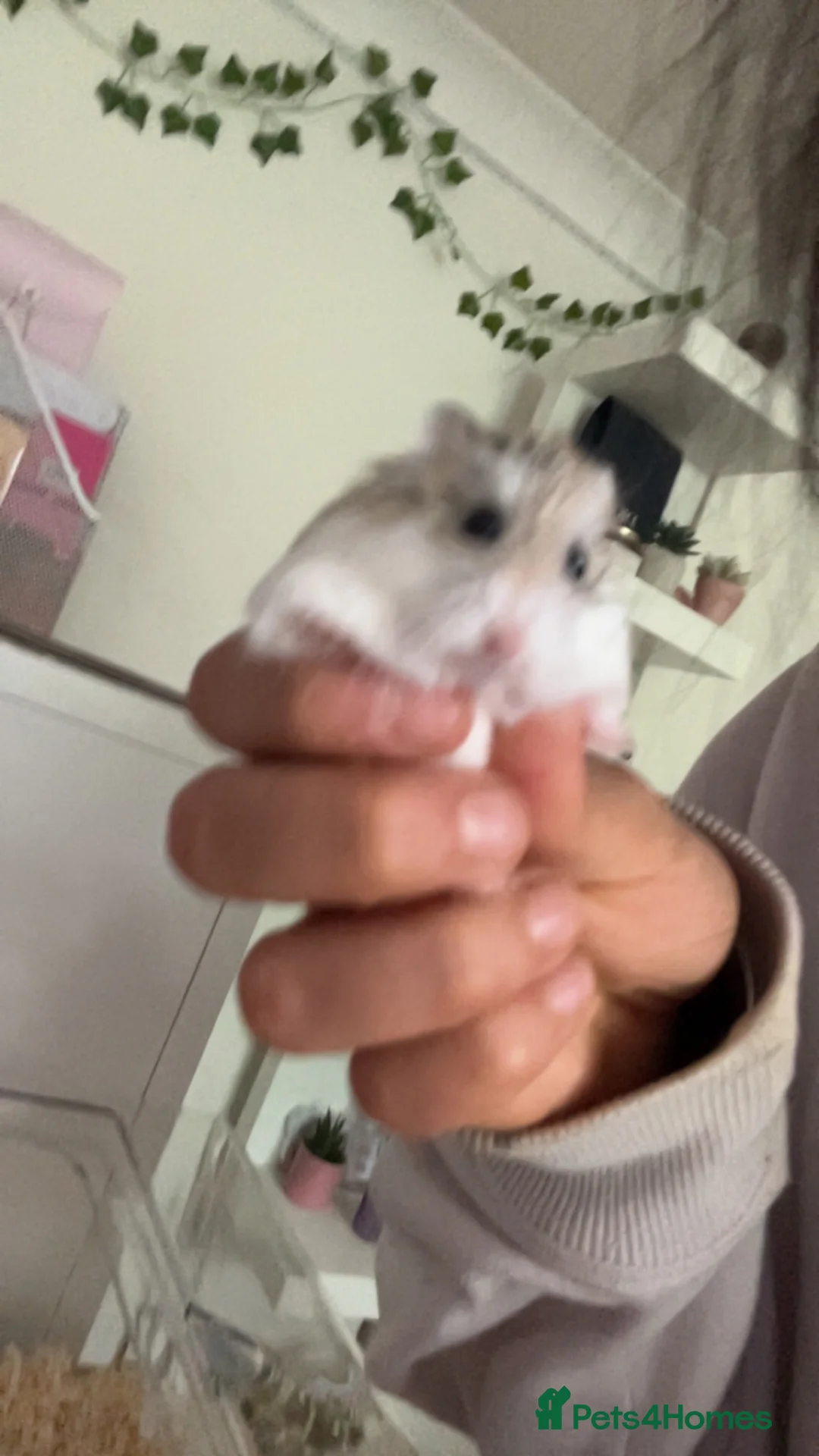 Hamster rodents for sale: Roborovski dwarf hamster male in Wokingham - Advert 2
