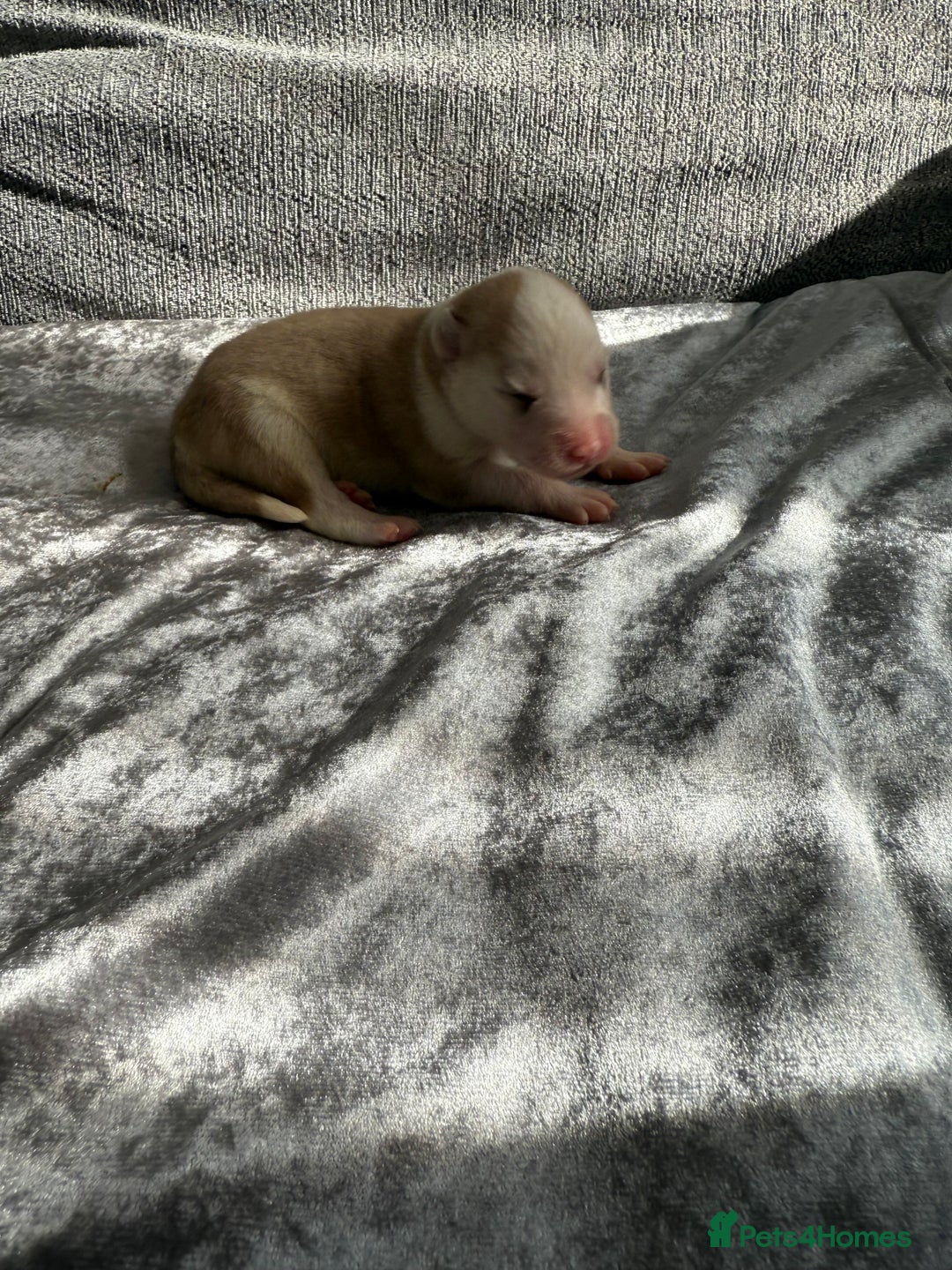 Siberian Husky dogs for sale: 2 stunning Siberian husky puppies for sale - Image 12