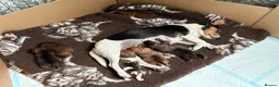 Jack Russell dogs for sale: Jack Russell puppies  in Biggar - Advert 2