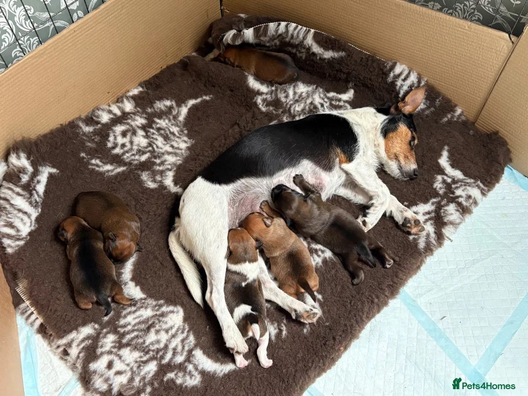 Jack Russell dogs for sale: Jack Russell puppies  in Biggar - Advert 2
