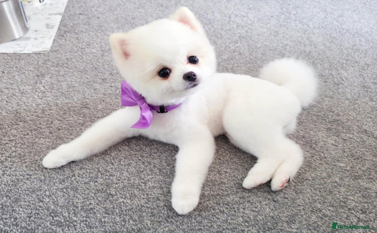 Pomeranian dogs - Advert 1