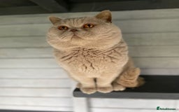 British Shorthair cats for sale: British shorthair kittens - Image 7