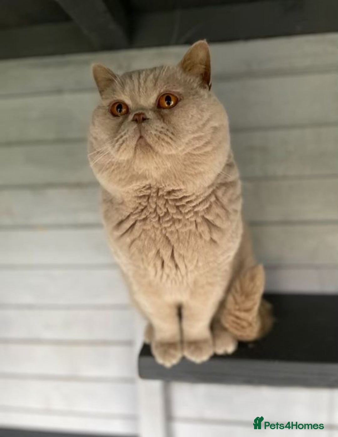 British Shorthair cats for sale: British shorthair kittens - Image 7