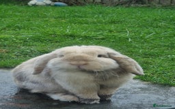 Mini Lop rabbits for sale: Male mini lop needs a new home 🏡  - Image 7