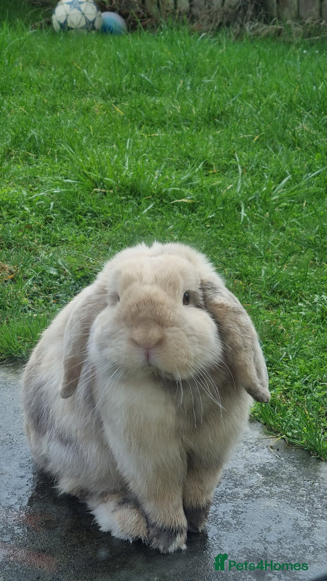 Mini Lop rabbits for sale: Male mini lop needs a new home 🏡  - Image 7