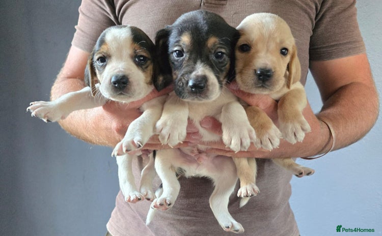 Mixed Breed dogs - Advert 1