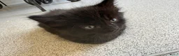 Mixed Breed cats for sale: Balinese X British short hair Black fluffy kittens - Advert 21