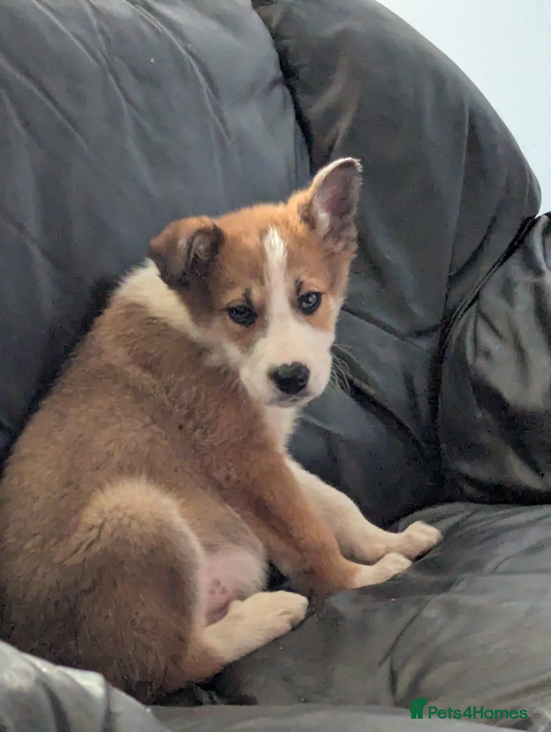 Borador dogs for sale: Gorgeous little boy puppy!  in Ashford - Advert 1