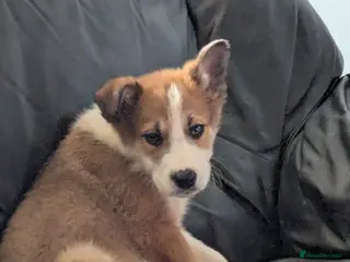 Borador dogs Gorgeous little boy puppy! in Ashford - Advert 1