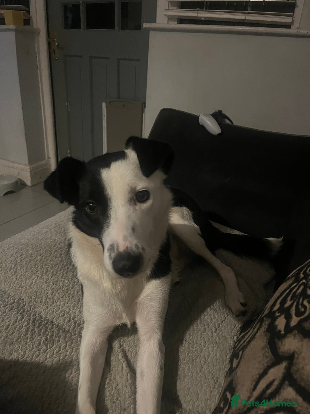 Border Collie dogs for sale: Nellie - Advert 1