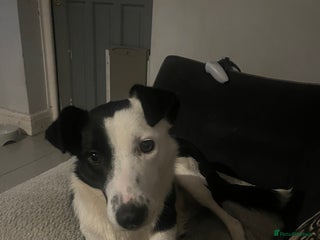 Border Collie dogs Nellie - Advert 1