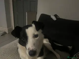 Border Collie dogs Nellie - Advert 7