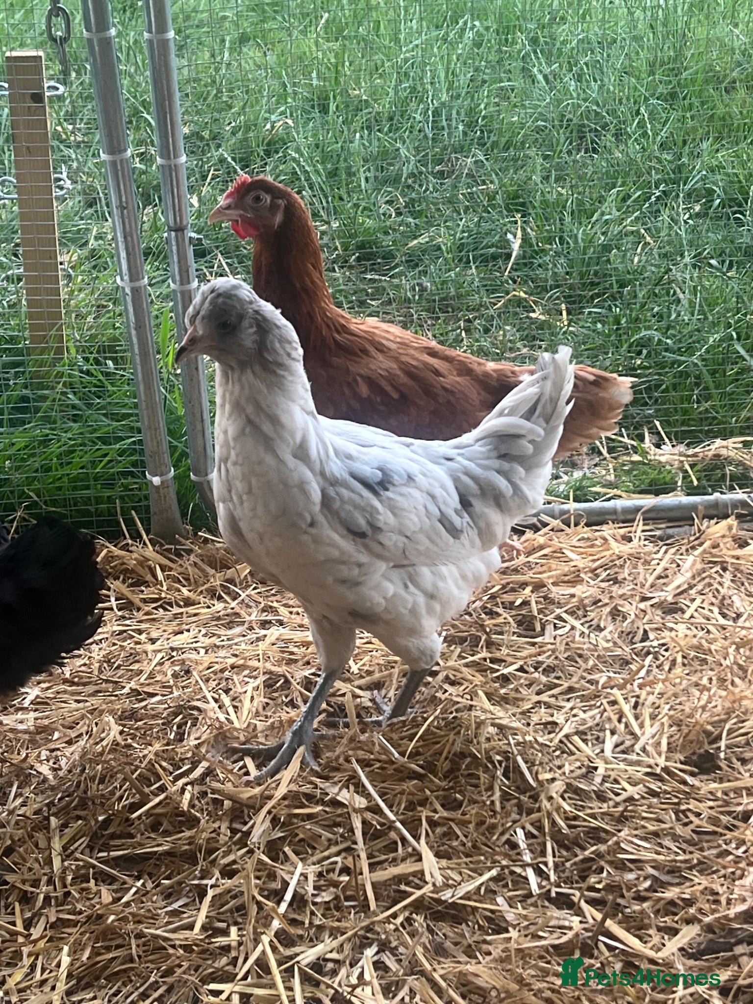 Chickens poultry Hybrid Hens - Point of Lay  - Advert 1