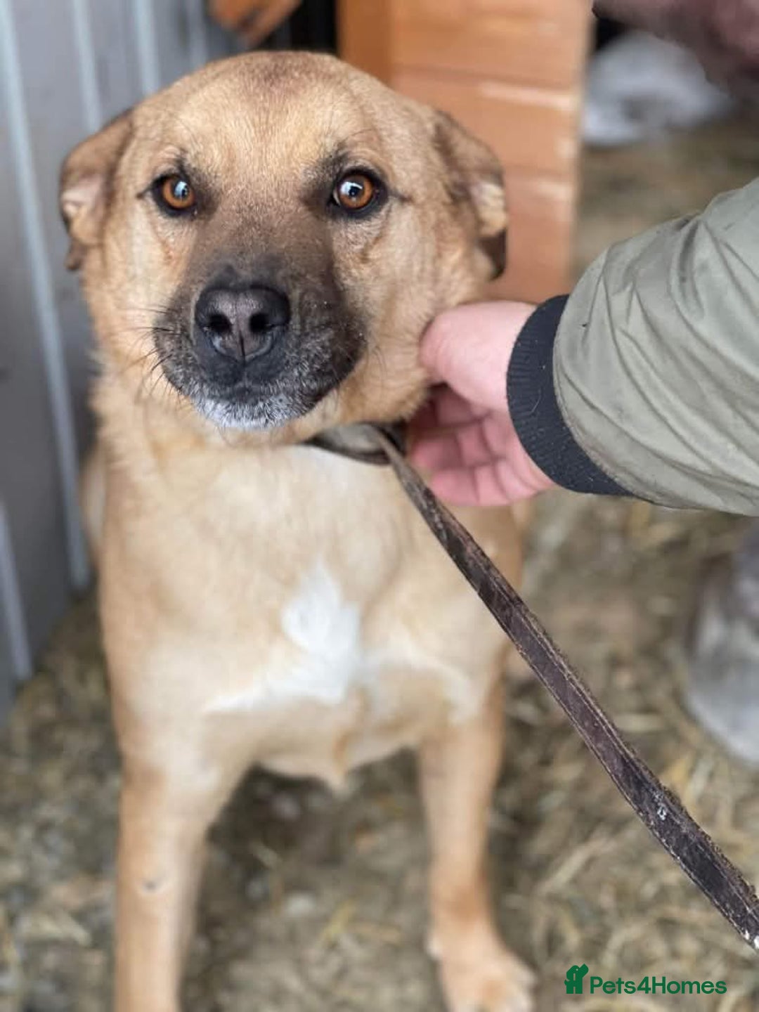 Mixed Breed dogs for adoption: Meet Piper,currently residing in Cheshire  - Image 4