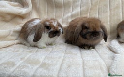 Mini Lop rabbits for sale: Dwarf Lop Babies in Loughborough - Image 1