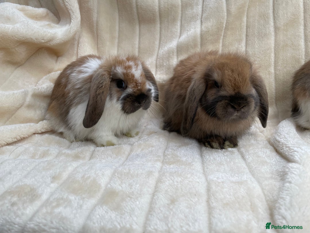 Mini Lop rabbits for sale: Dwarf Lop Babies in Loughborough - Image 1