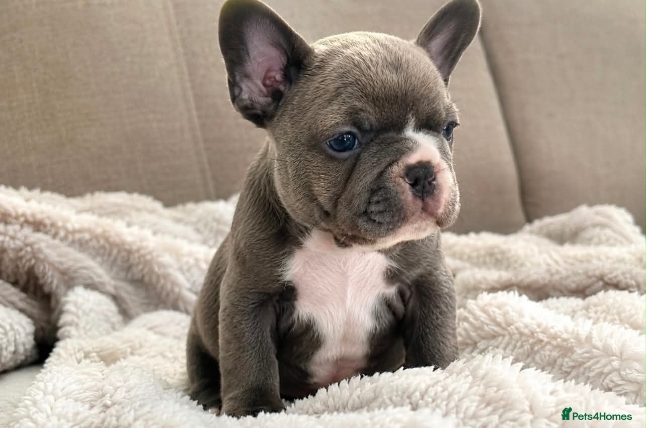 French Bulldog dogs Beautiful Pedigree French Bulldog girls🥰 - Advert 1