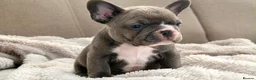 French Bulldog dogs for sale: Beautiful Pedigree French Bulldog girls🥰 - Advert 1